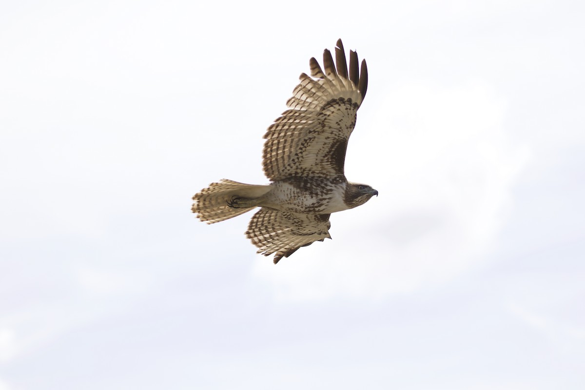 Red-tailed Hawk - ML90360341