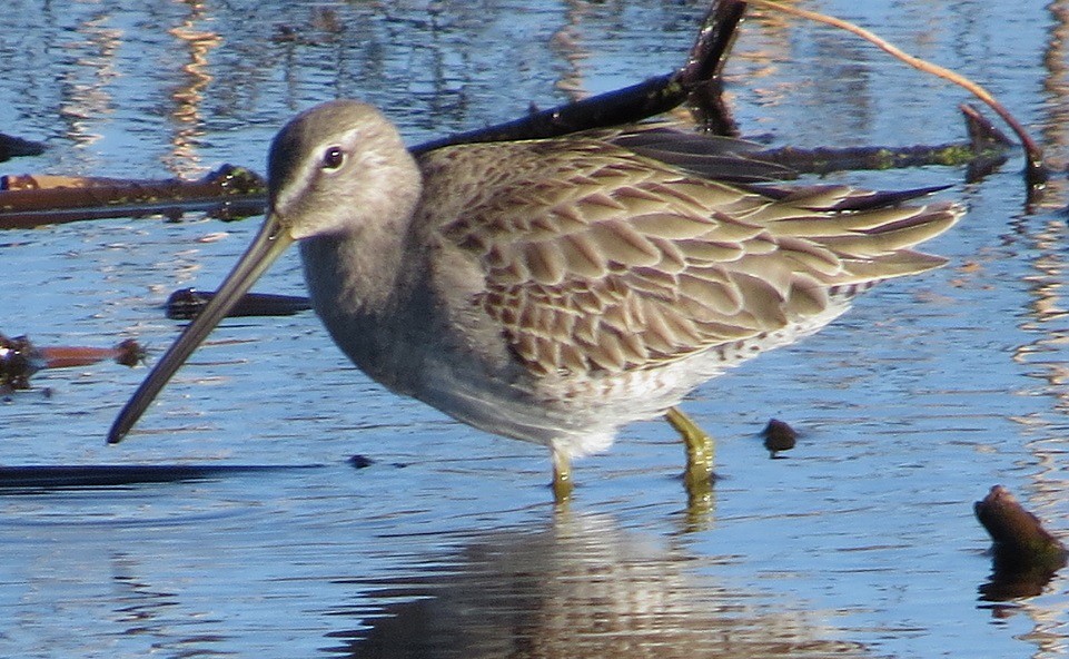 Long-billed Dowitcher - "Chia" Cory Chiappone ⚡️