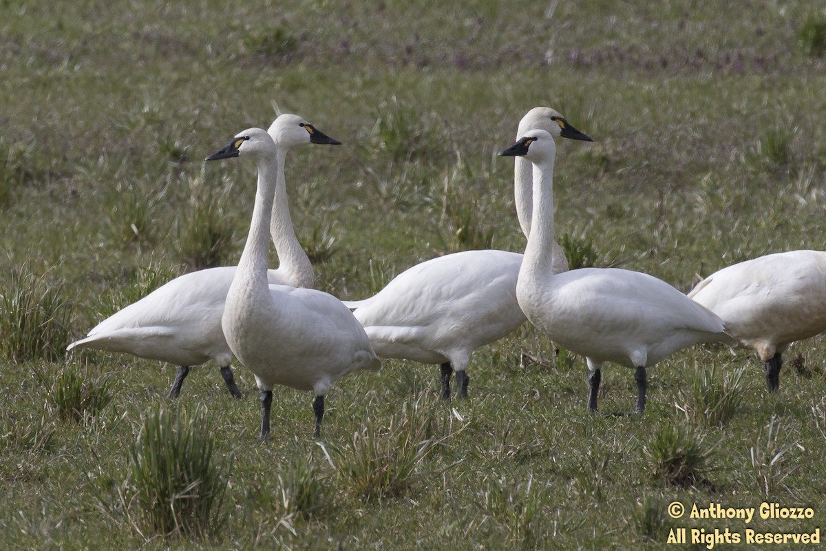 Tundra Swan (Whistling) - ML90363101