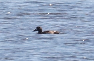Greater Scaup - ML90368851