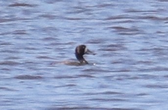 Greater Scaup - ML90368861
