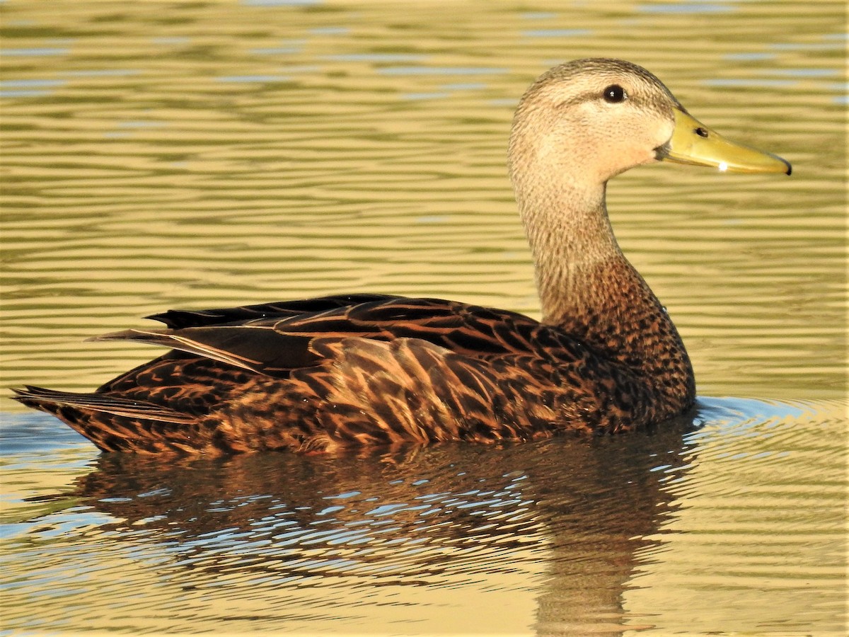 Mottled Duck (Florida) - Lucio 'Luc' Fazio