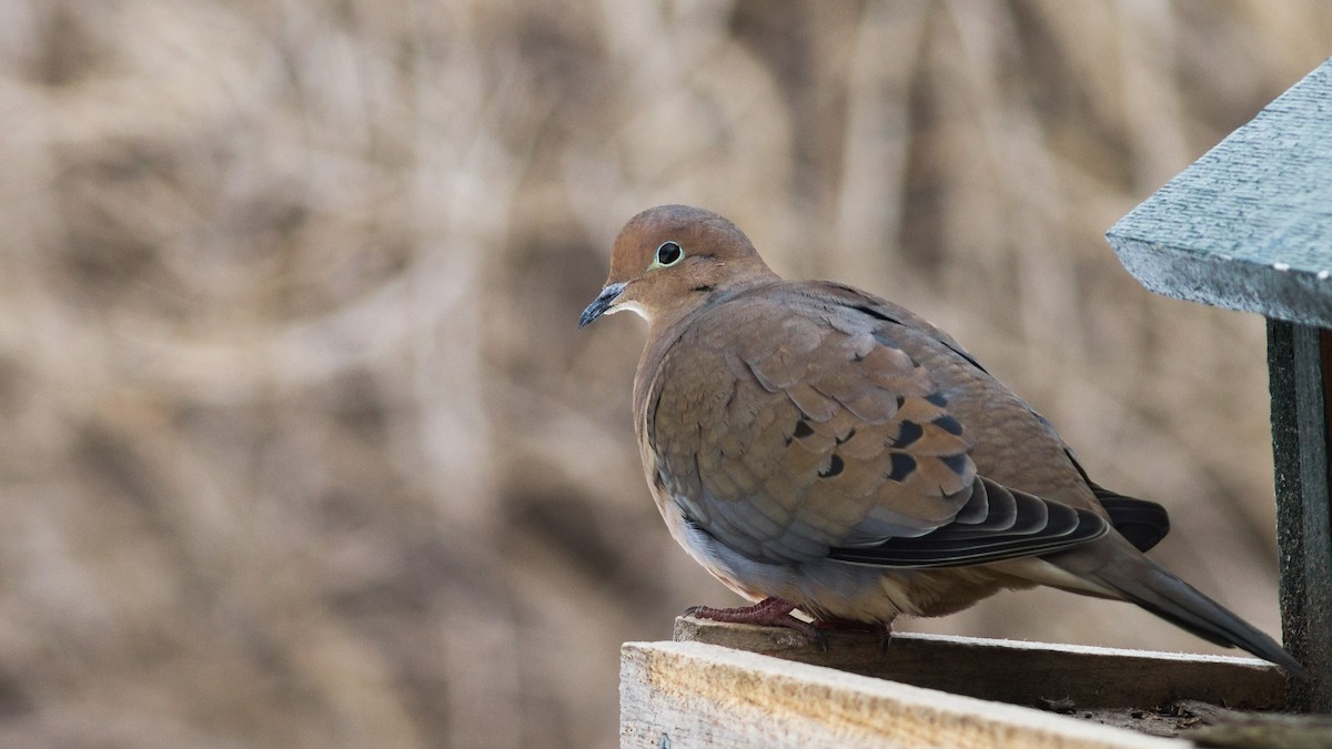 Mourning Dove - Fyn Kynd