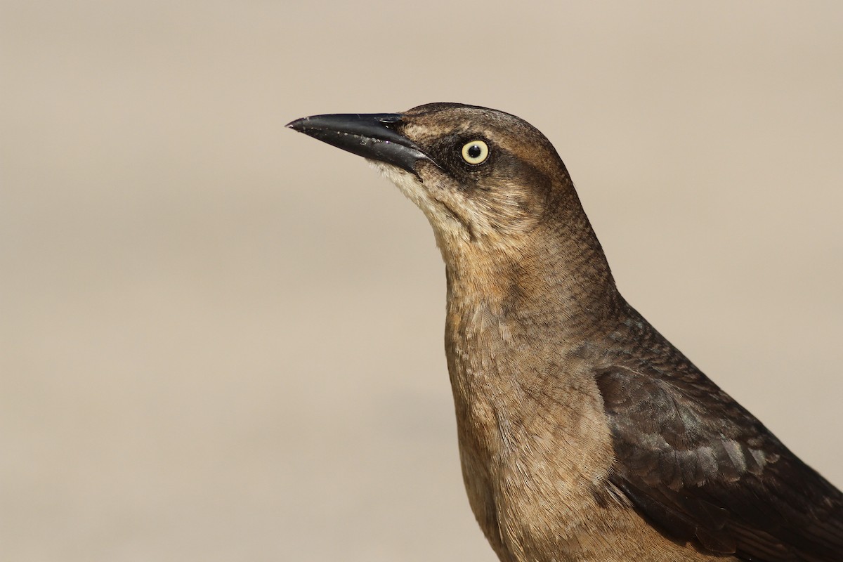 Great-tailed Grackle - ML90374011