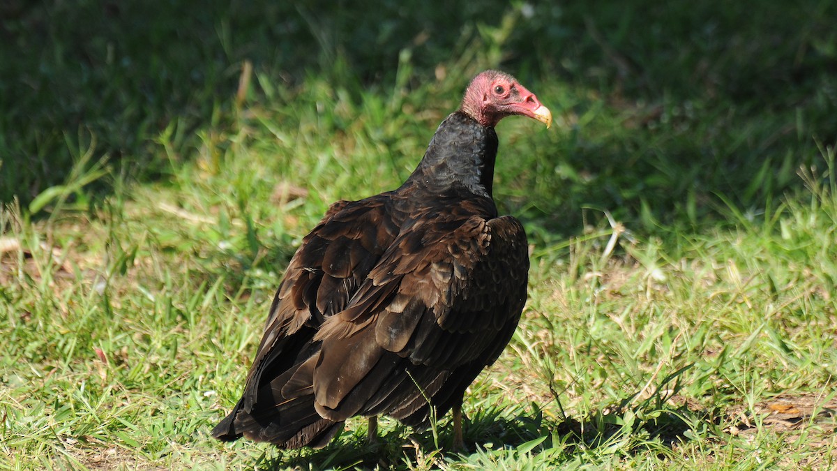 Turkey Vulture (Northern) - Diana Flora Padron Novoa