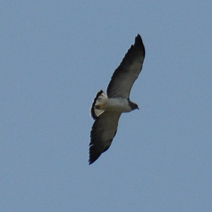 White-tailed Hawk - Diana Flora Padron Novoa
