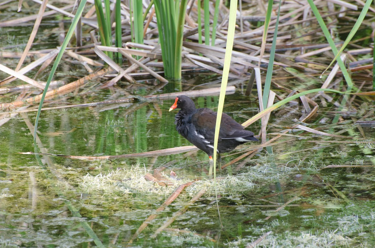 Common Gallinule - Keith Bowers