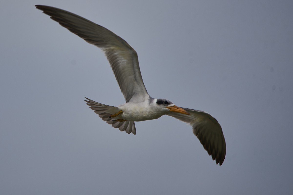 Large-billed Tern - Anonymous