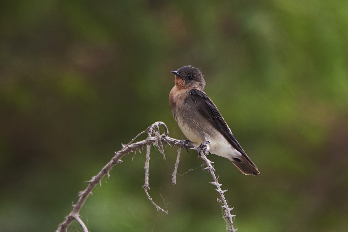 Southern Rough-winged Swallow - ML90382141