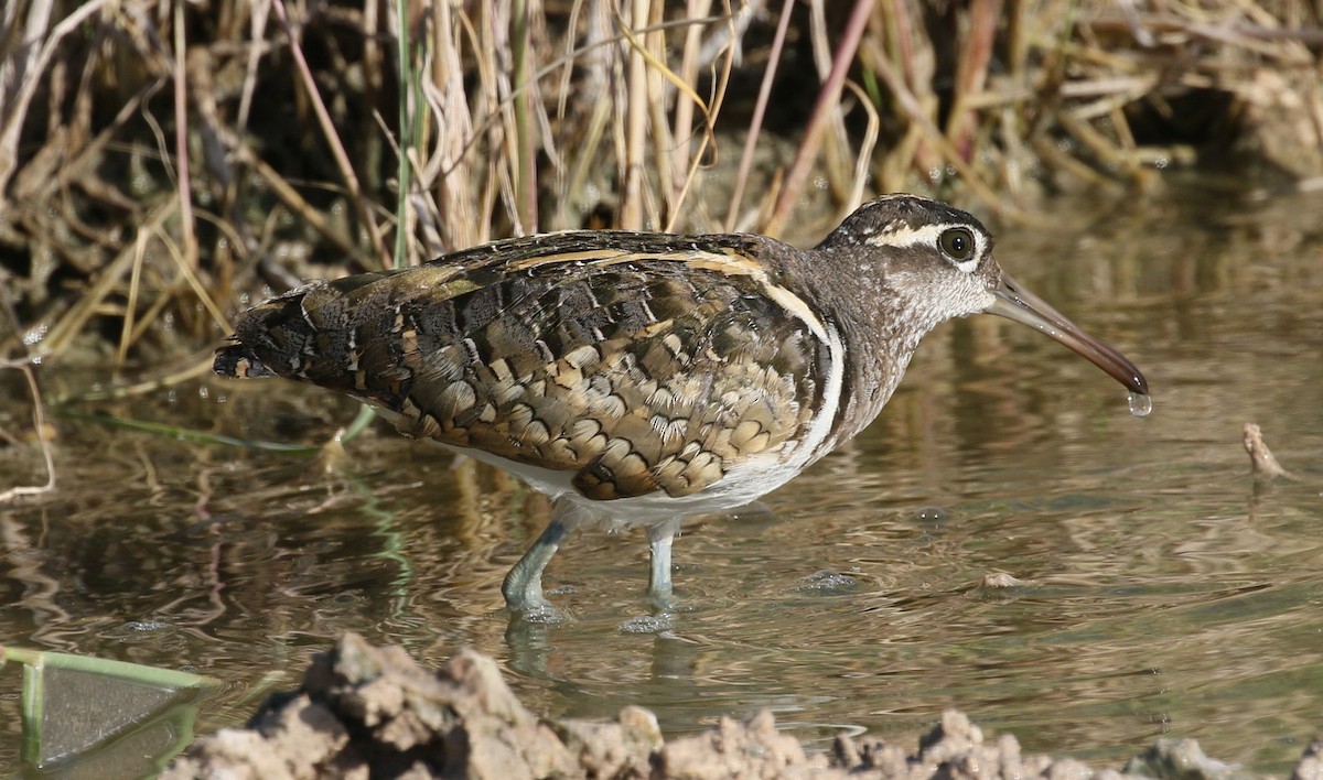 Greater Painted-Snipe - Charlotte Byers