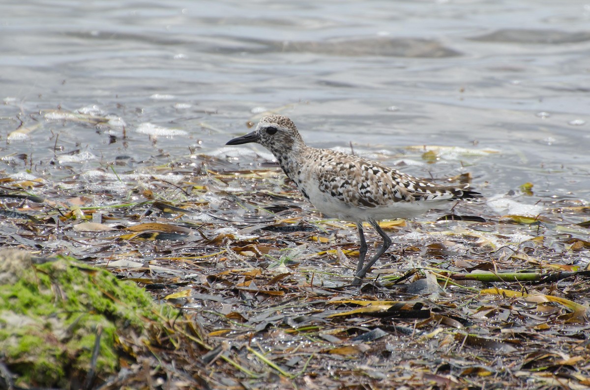 Black-bellied Plover - Keith Bowers