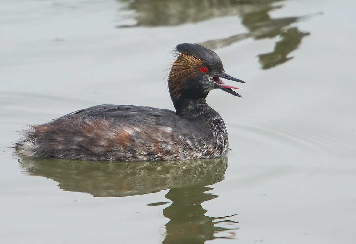 Eared Grebe - Jerry Ting