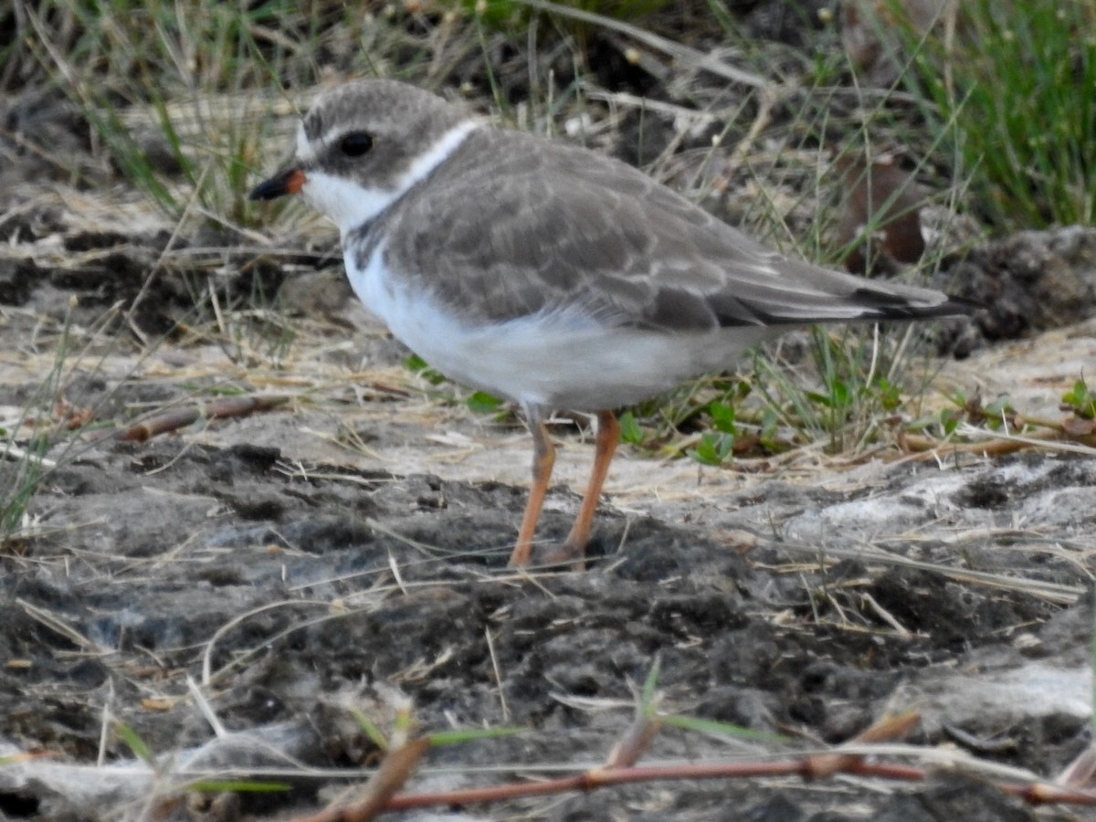 Semipalmated Plover - Jane Crawford