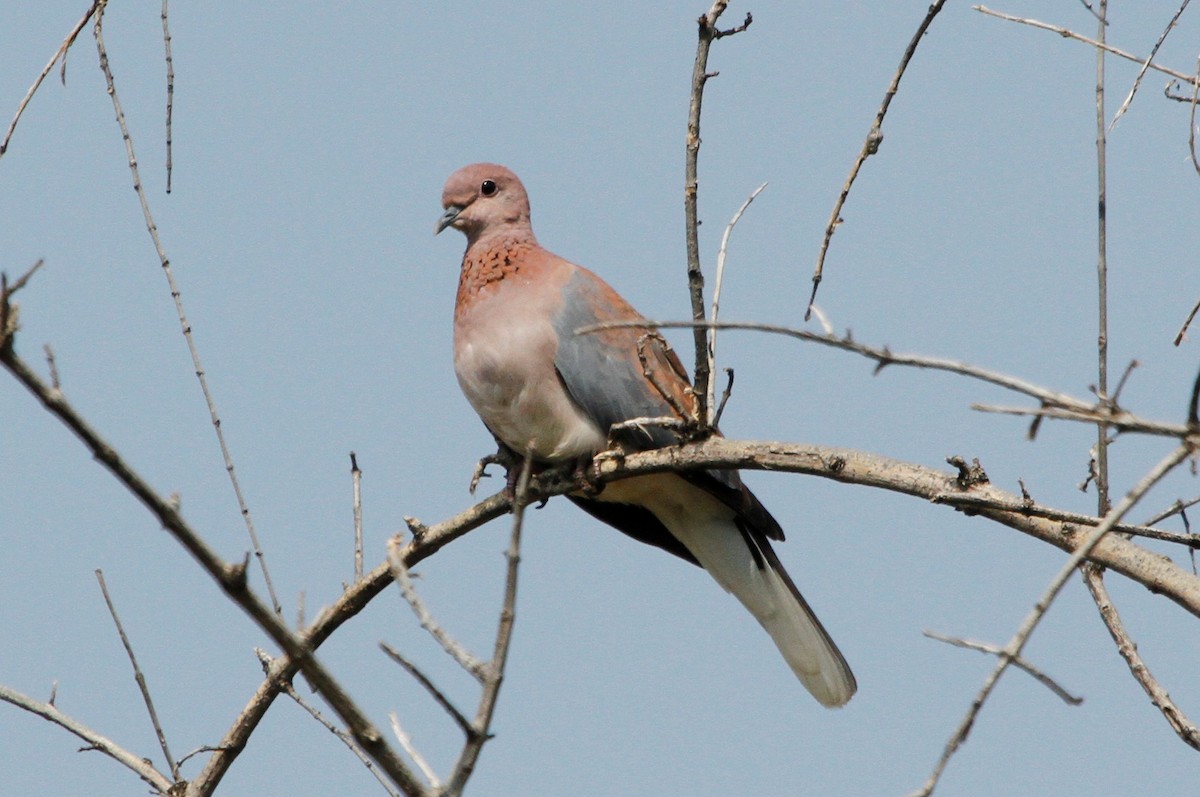 Laughing Dove - Reinhard Vehring