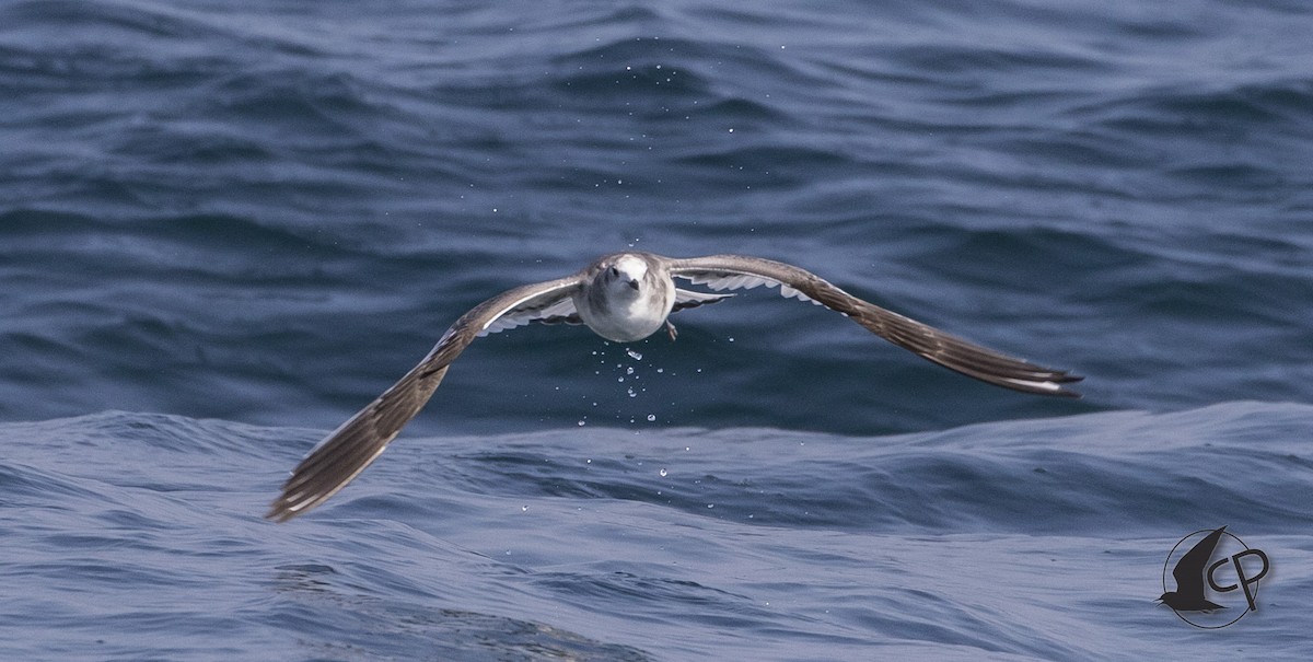 Sabine's Gull - Caleb Putnam
