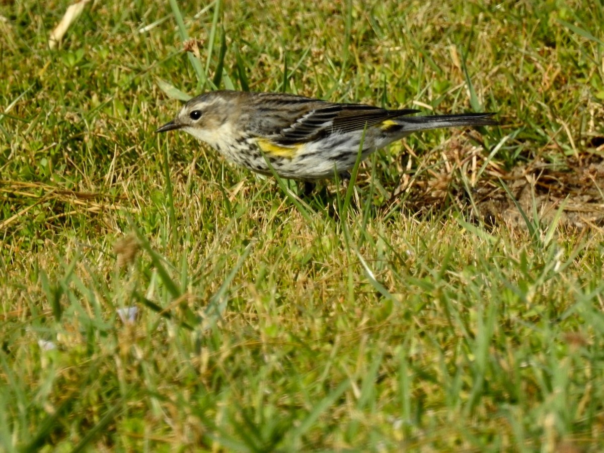 Yellow-rumped Warbler (Myrtle) - ML90395281