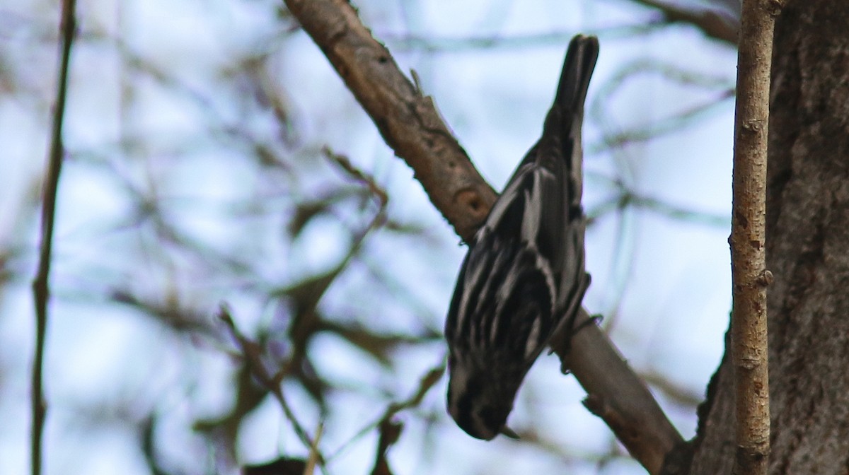 Black-and-white Warbler - ML90398211