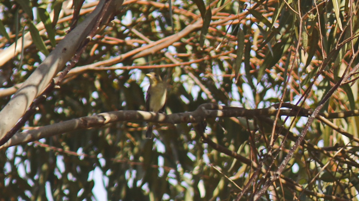 Western Tanager - ML90398591
