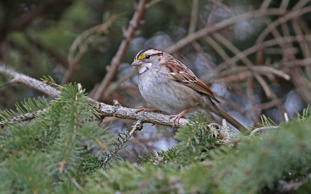 White-throated Sparrow - Christoph Moning