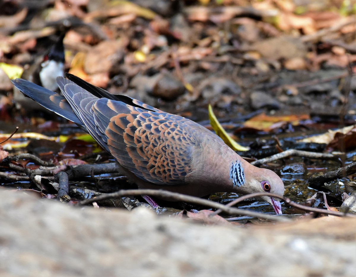 Oriental Turtle-Dove - AVINASH SHARMA