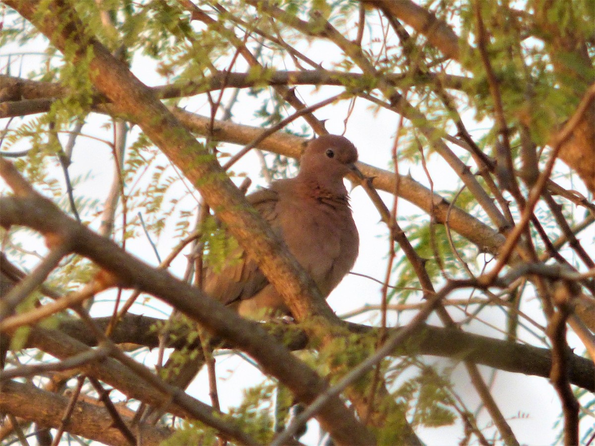 Laughing Dove - ML90400261