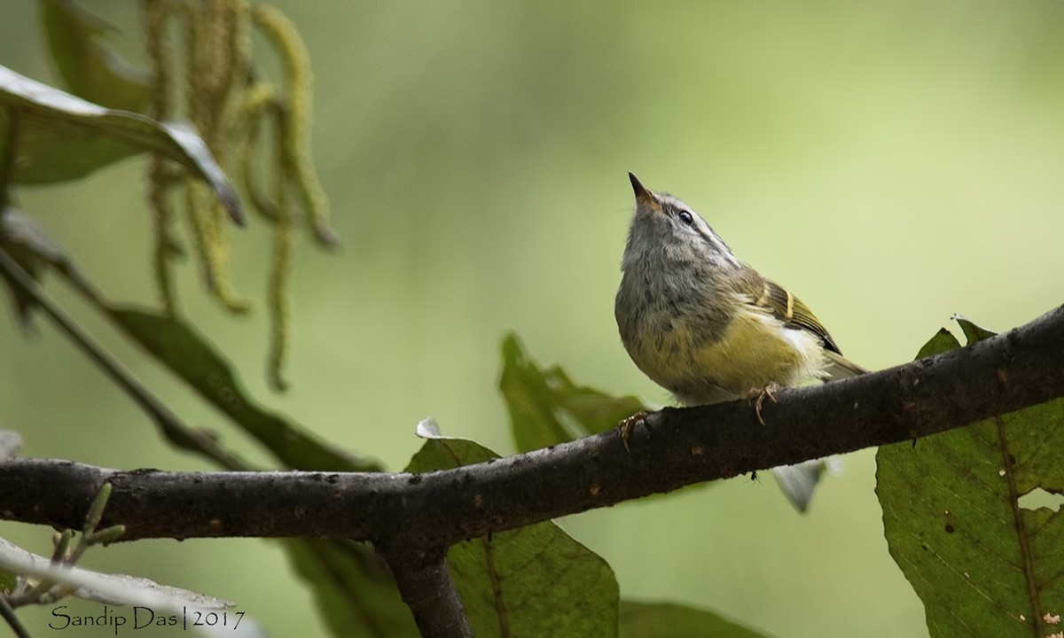 Ashy-throated Warbler - Sandip Das
