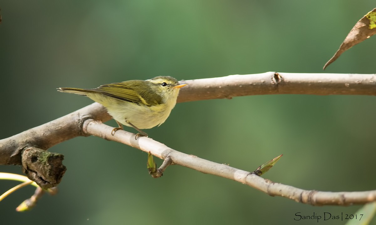 Blyth's Leaf Warbler - Sandip Das