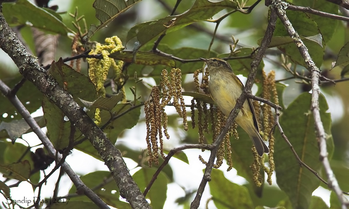 Tickell's Leaf Warbler (Tickell's) - Sandip Das