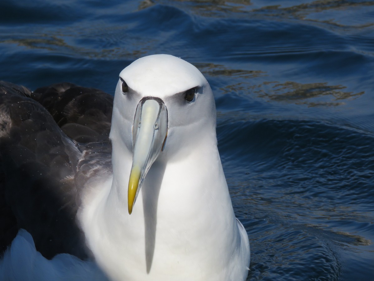 White-capped Albatross - Karen Rose