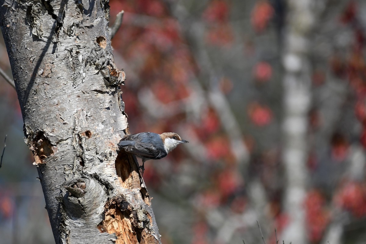 Brown-headed Nuthatch - ML90405341