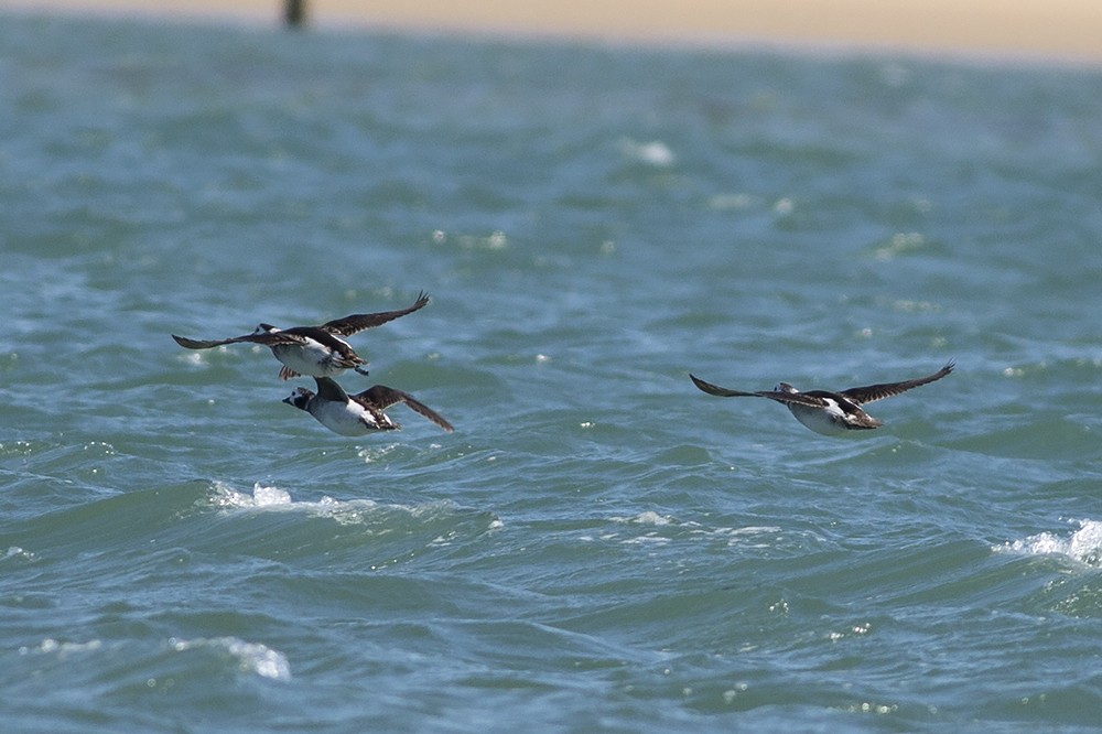 Long-tailed Duck - Martin Wall