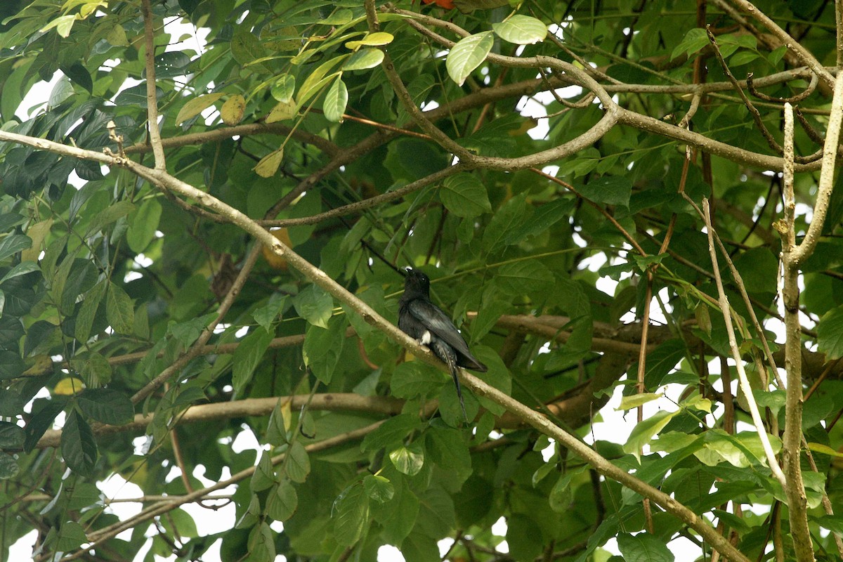 Square-tailed Drongo-Cuckoo - ML90406281