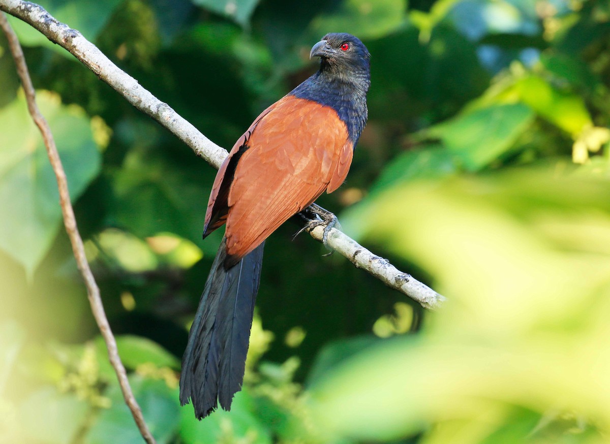 Greater Coucal - ML90408101