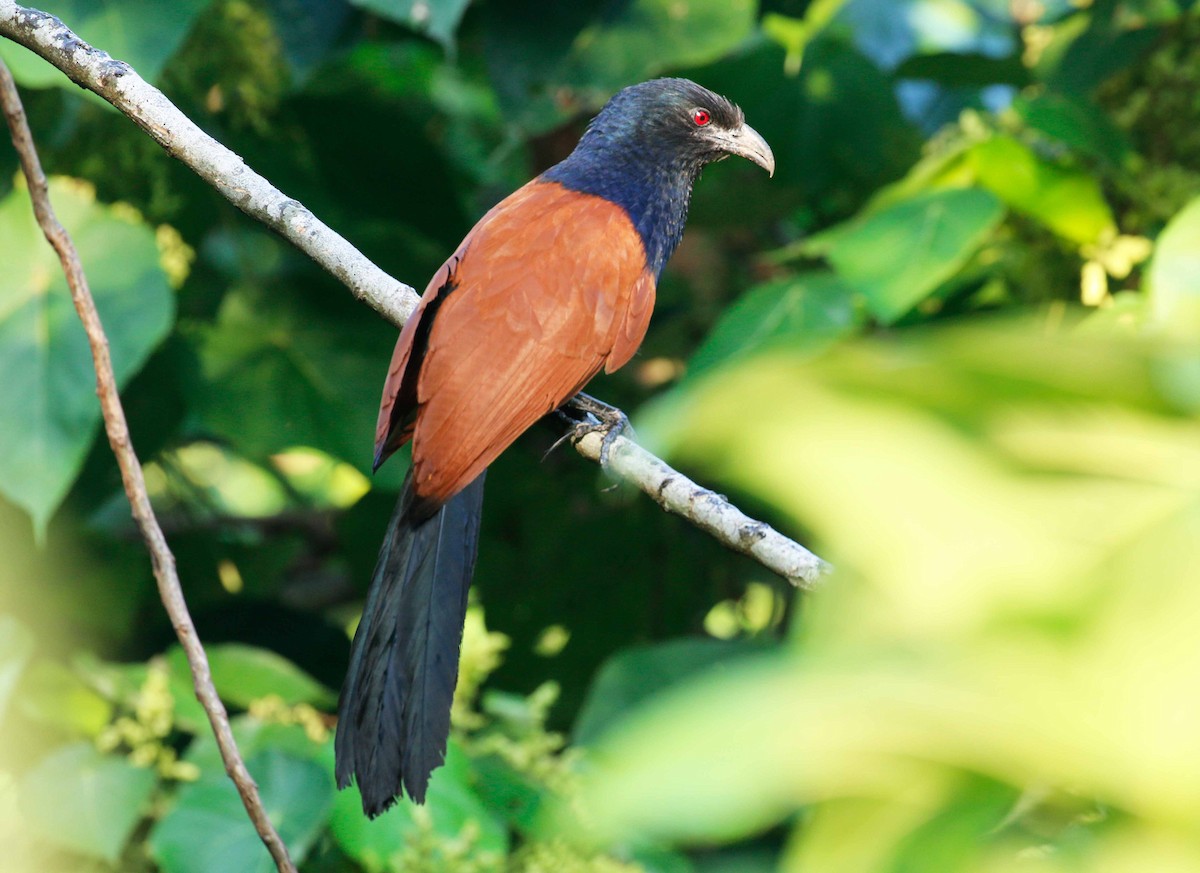 Greater Coucal - ML90408111