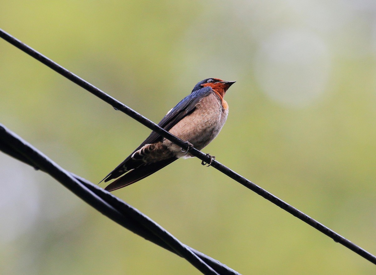 Pacific Swallow - ML90408241