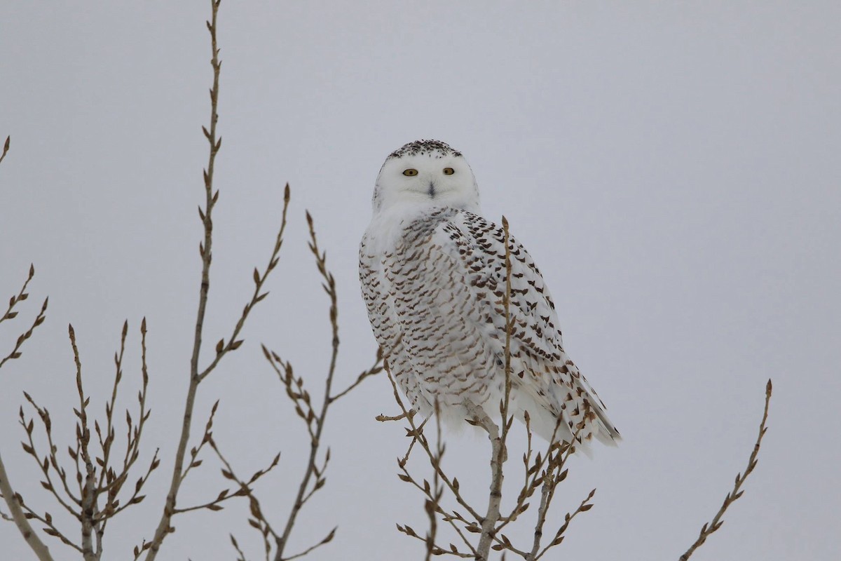 Snowy Owl - Serge Rivard