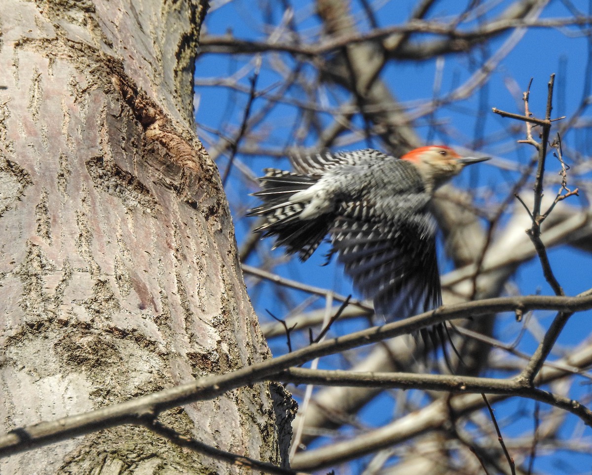 Red-bellied Woodpecker - Rob Buchanan