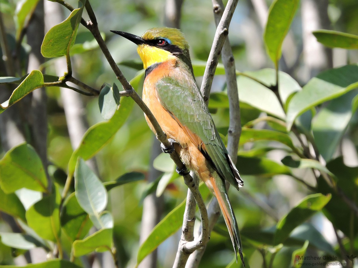 Little Bee-eater - Matthew Douglas Gable
