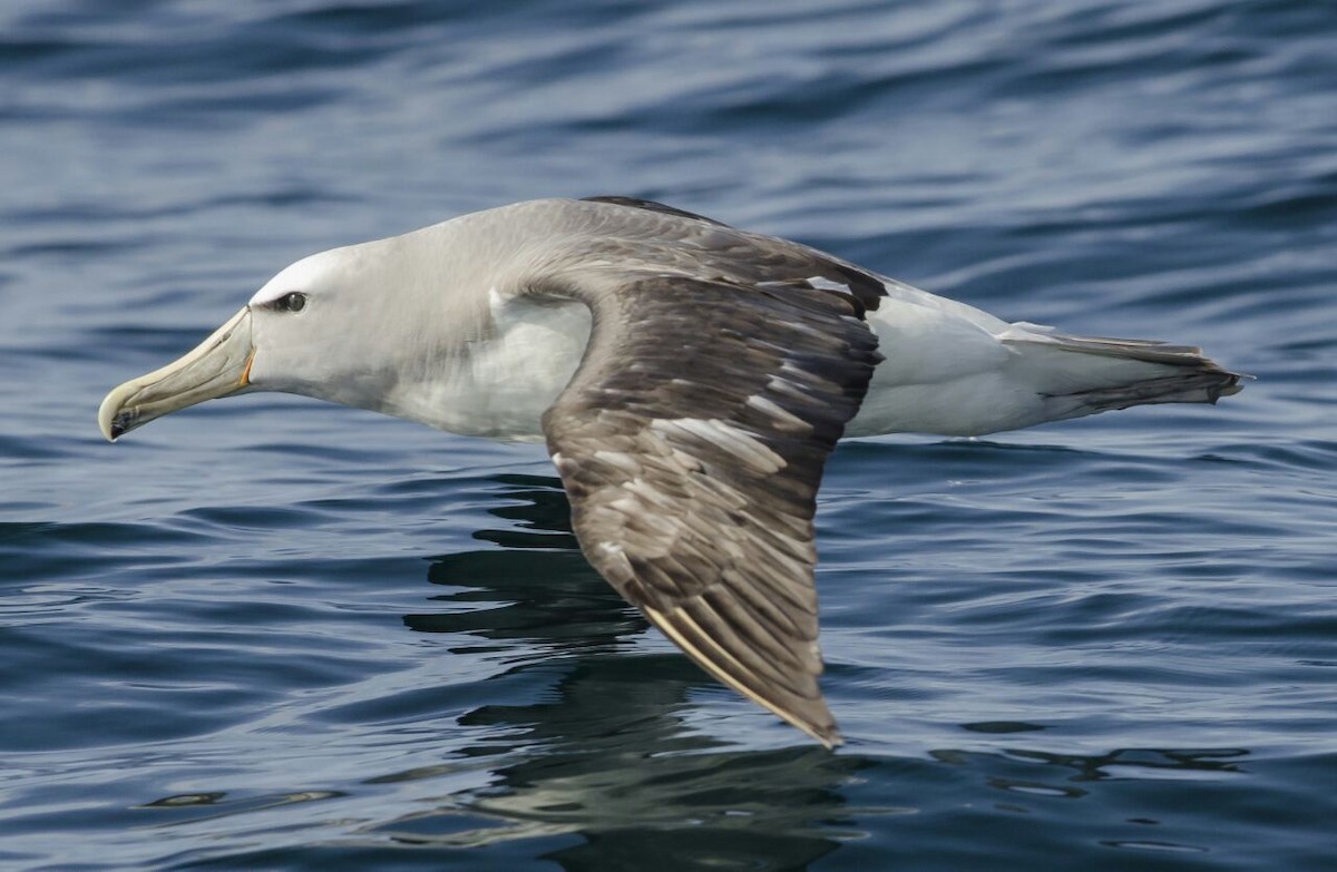 Salvin's Albatross - Charly Moreno Taucare