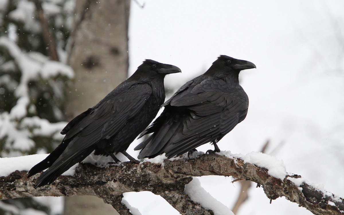 Common Raven - Christoph Moning