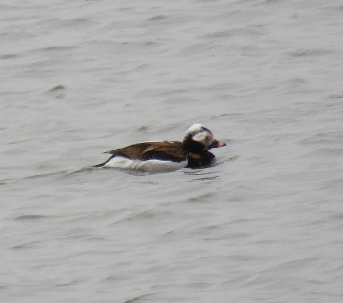 Long-tailed Duck - ML90413431