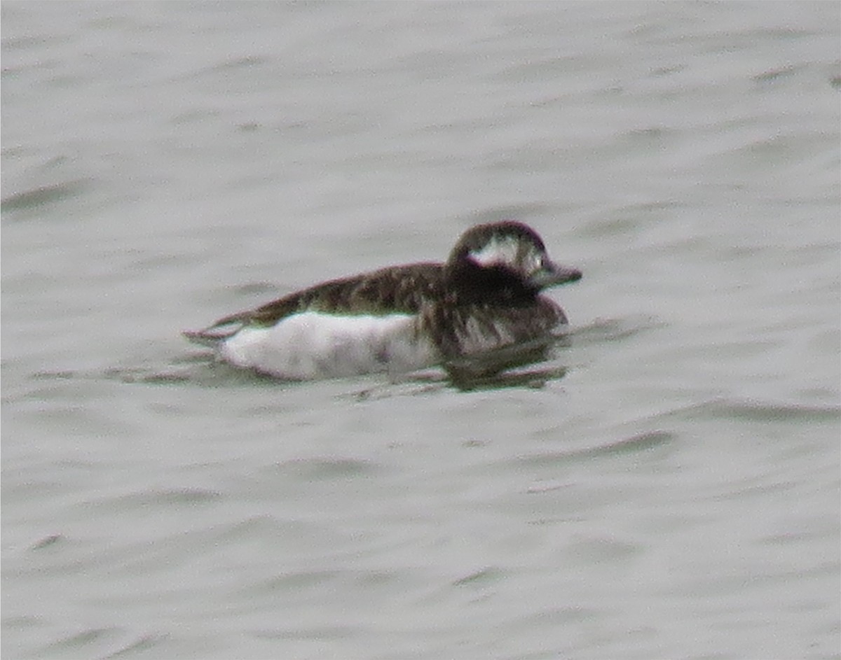 Long-tailed Duck - ML90413581