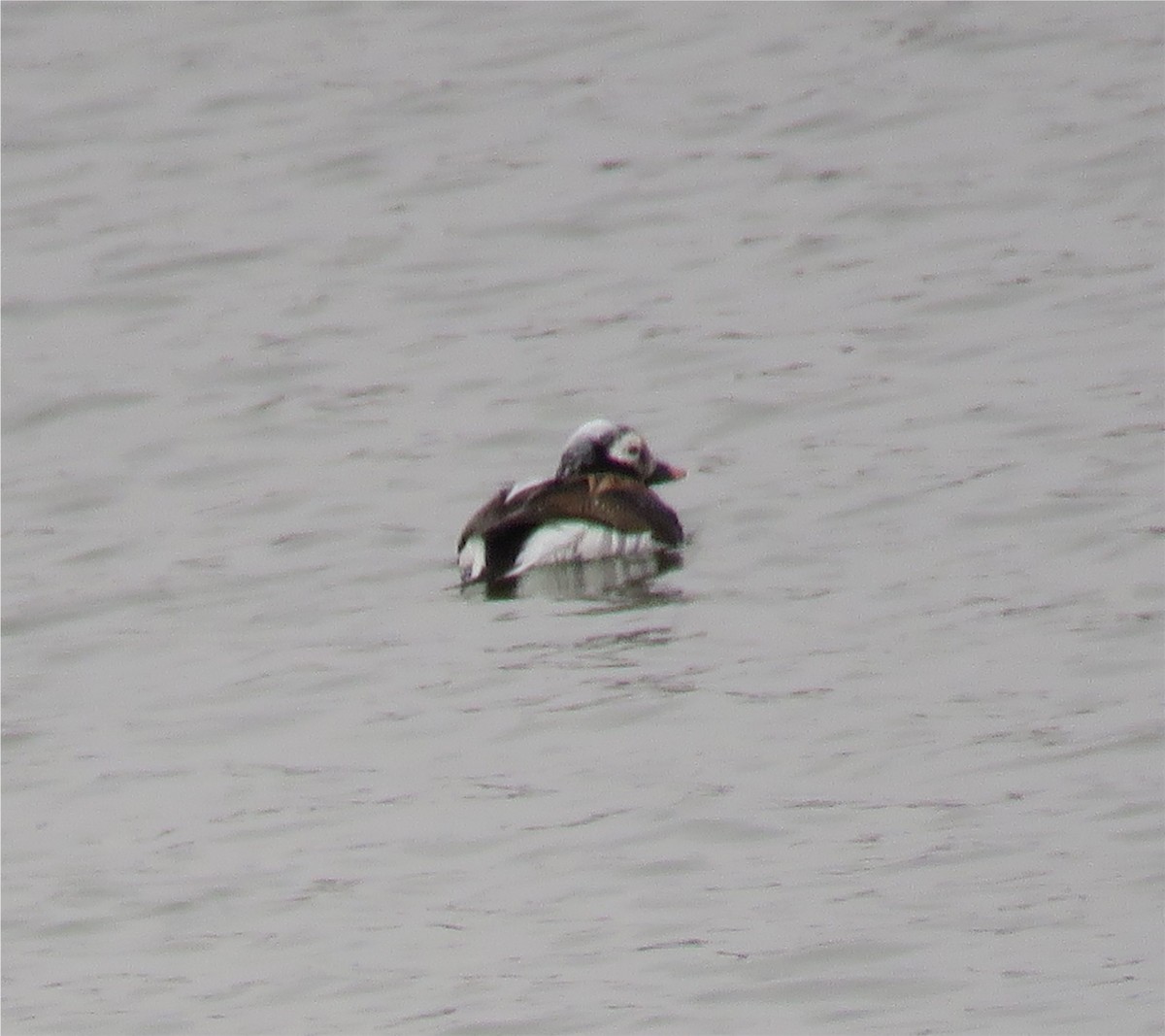 Long-tailed Duck - ML90413731