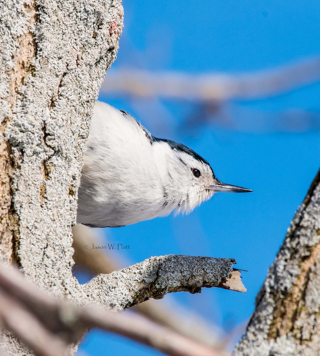 White-breasted Nuthatch - ML90413781