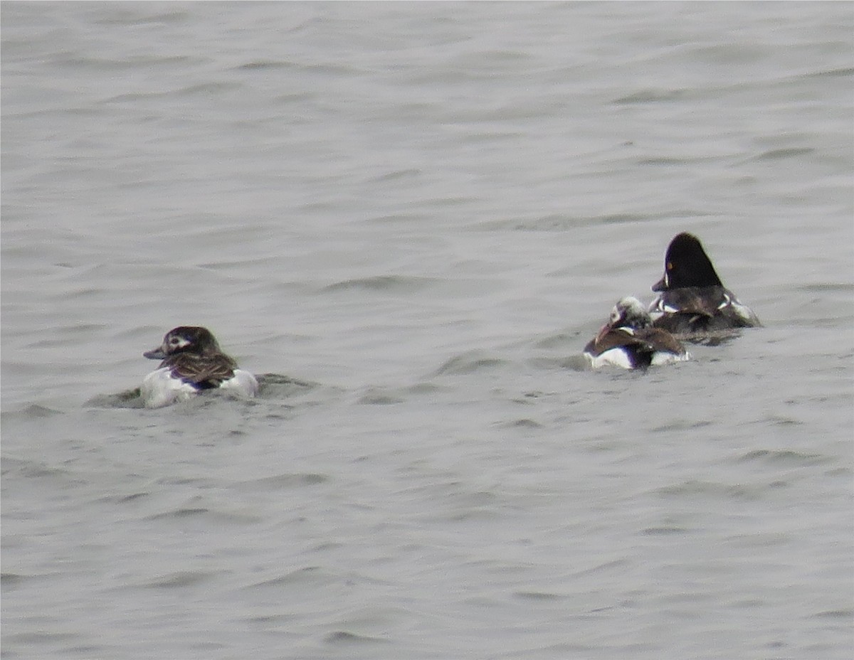 Long-tailed Duck - ML90413851
