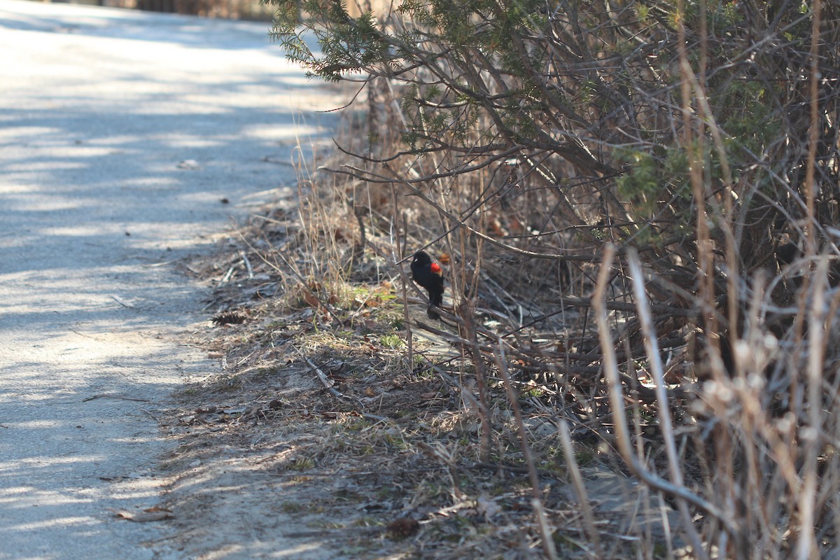Red-winged Blackbird - ML90414511