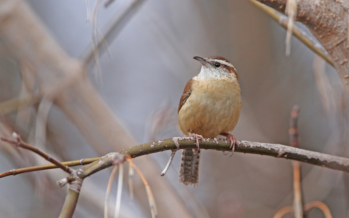 Saltapared de Carolina (grupo ludovicianus) - eBird