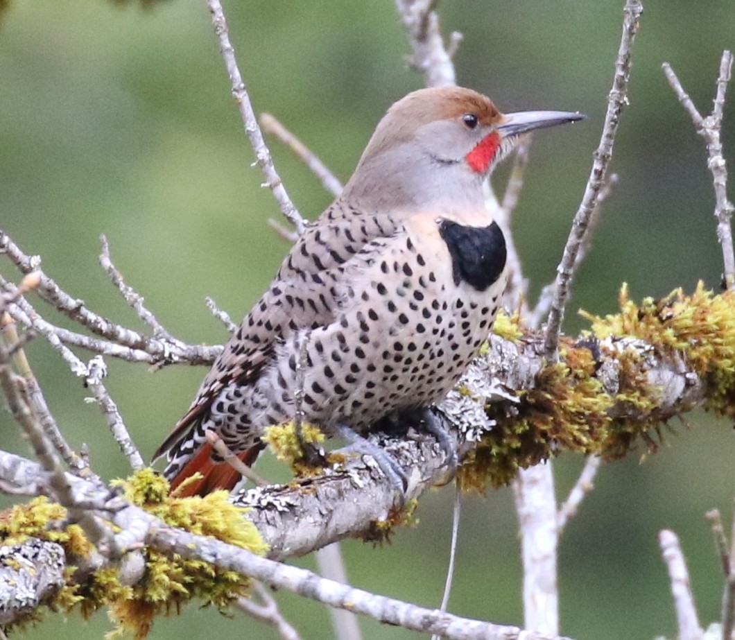 Northern Flicker (Red-shafted) - Debby Parker