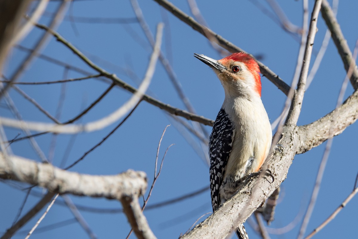 Red-bellied Woodpecker - Greg Goodson