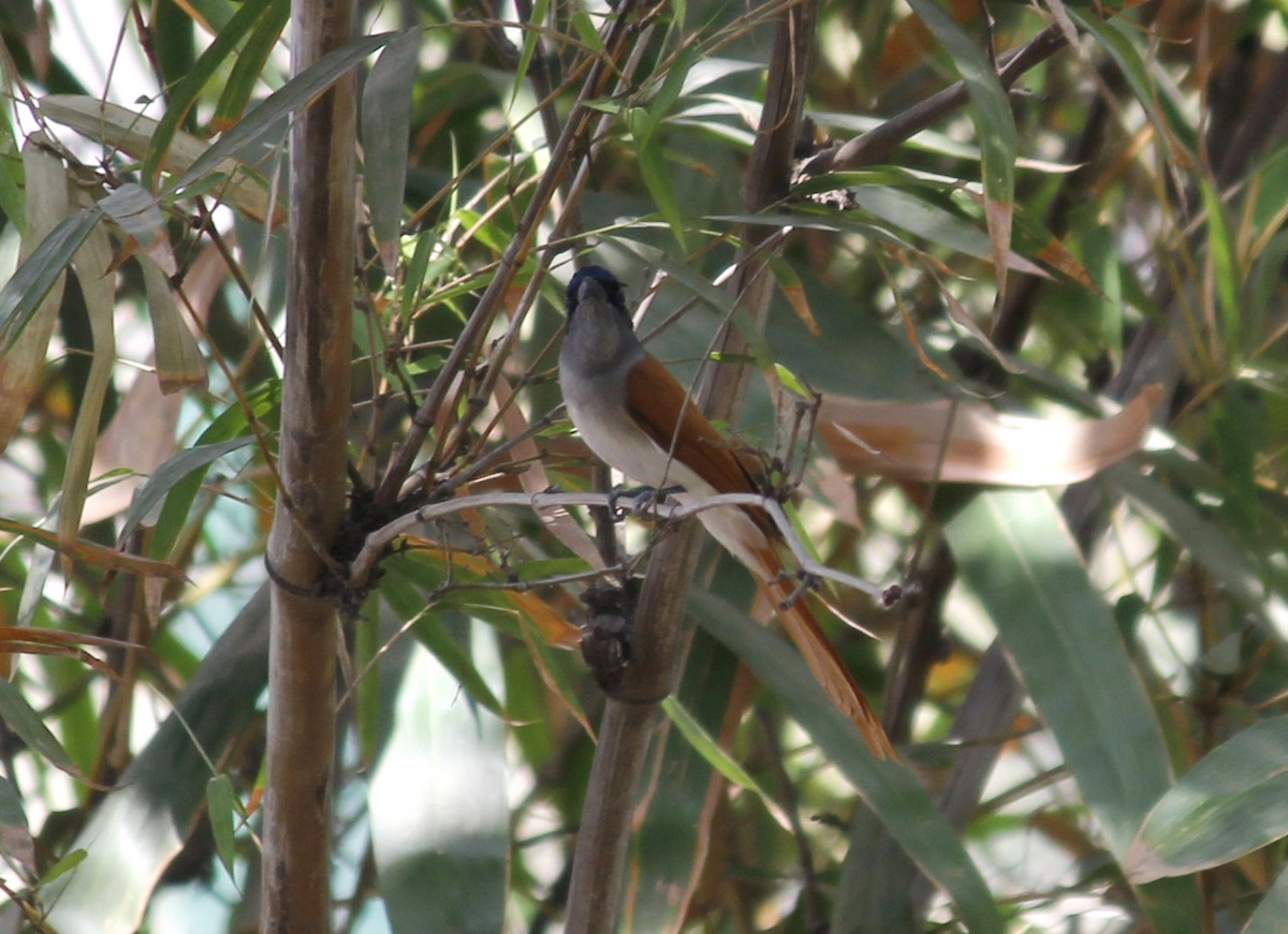 Indian Paradise-Flycatcher - Lakhan kohli